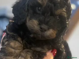 Cockapoo dogs Toy cockapoo’s - Advert 2