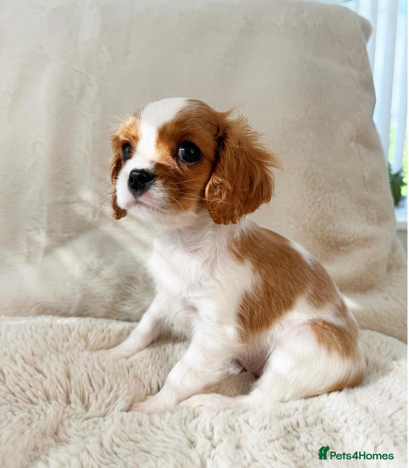 Cavalier King Charles Spaniel dogs Cavalier King Charles spaniel  - Advert 6
