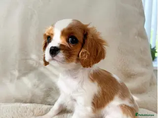 Cavalier King Charles Spaniel dogs Cavalier King Charles spaniel - Advert 8
