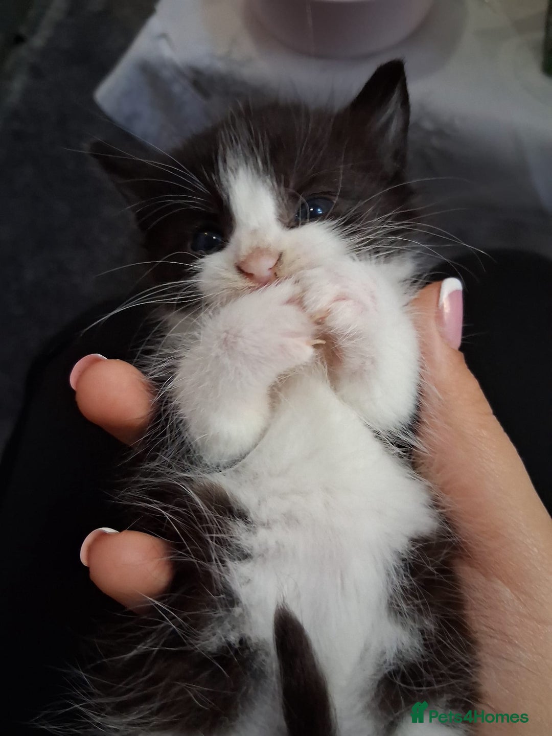 Mixed Breed cats for sale: Black and white 3 kittens for sale. 2 boys 1 girl. - Advert 21