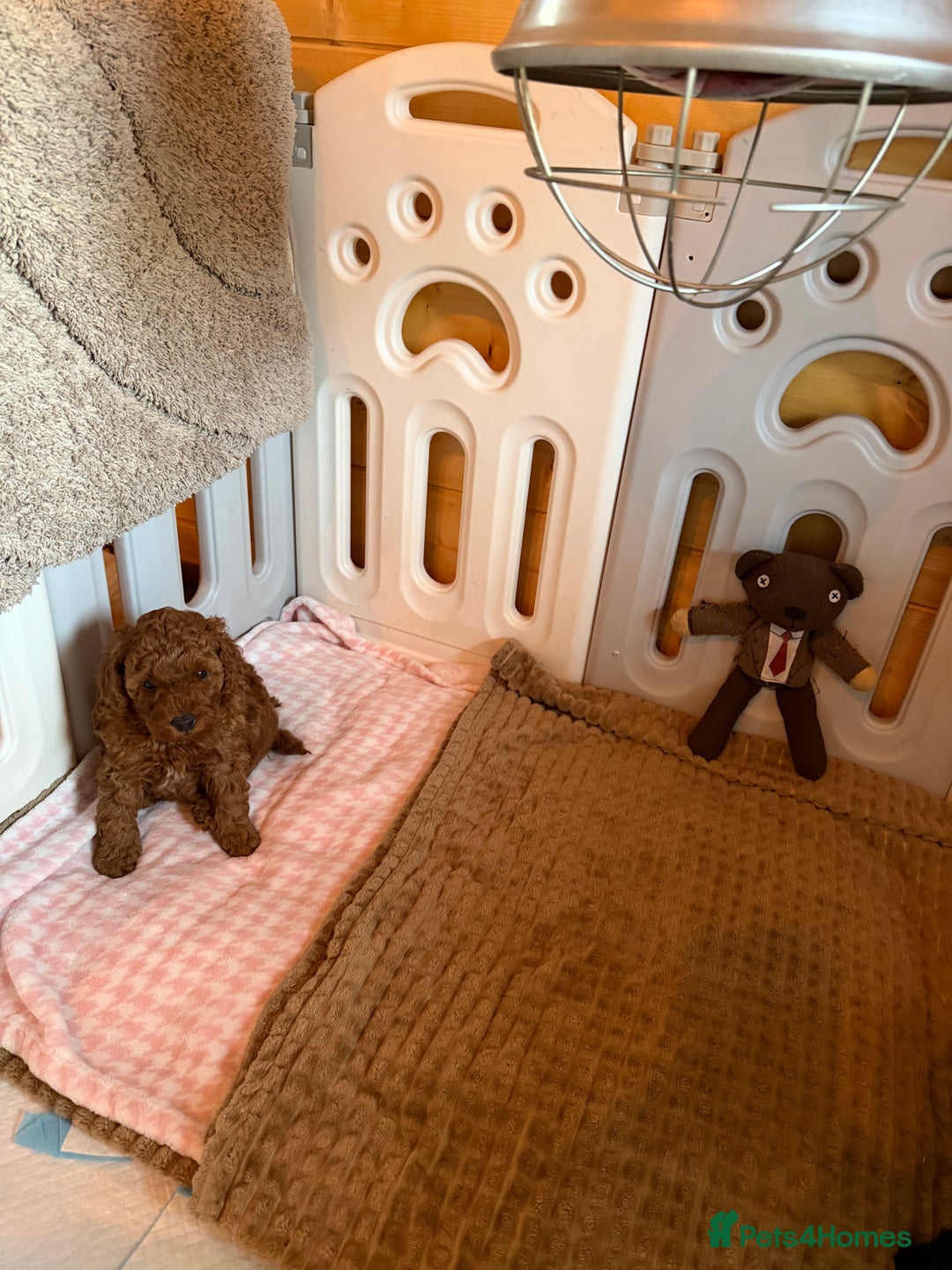 Toy Poodle dogs for sale: Toy poodle puppies  - Advert 5