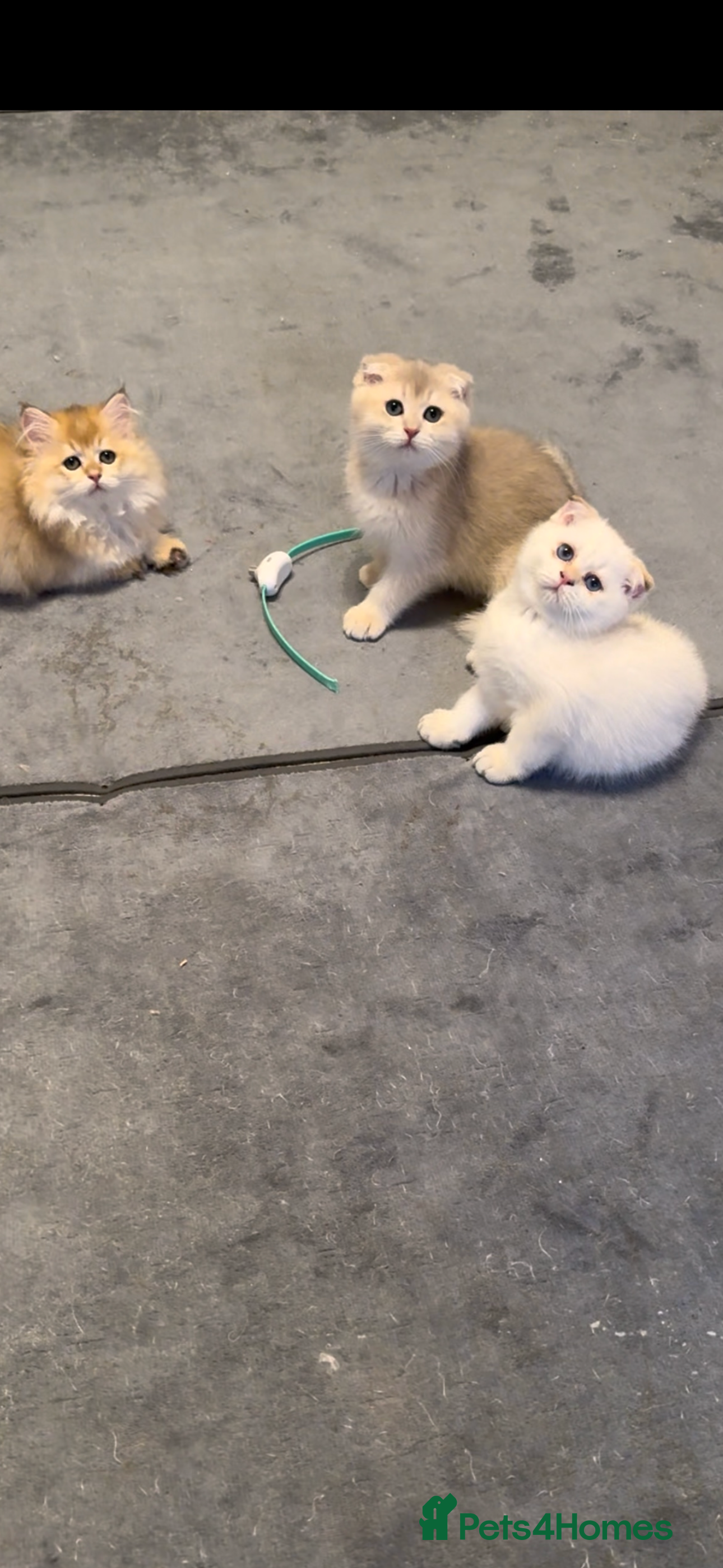 Scottish Fold cats Scottish Fold and Straight purebred kittens - Advert 1