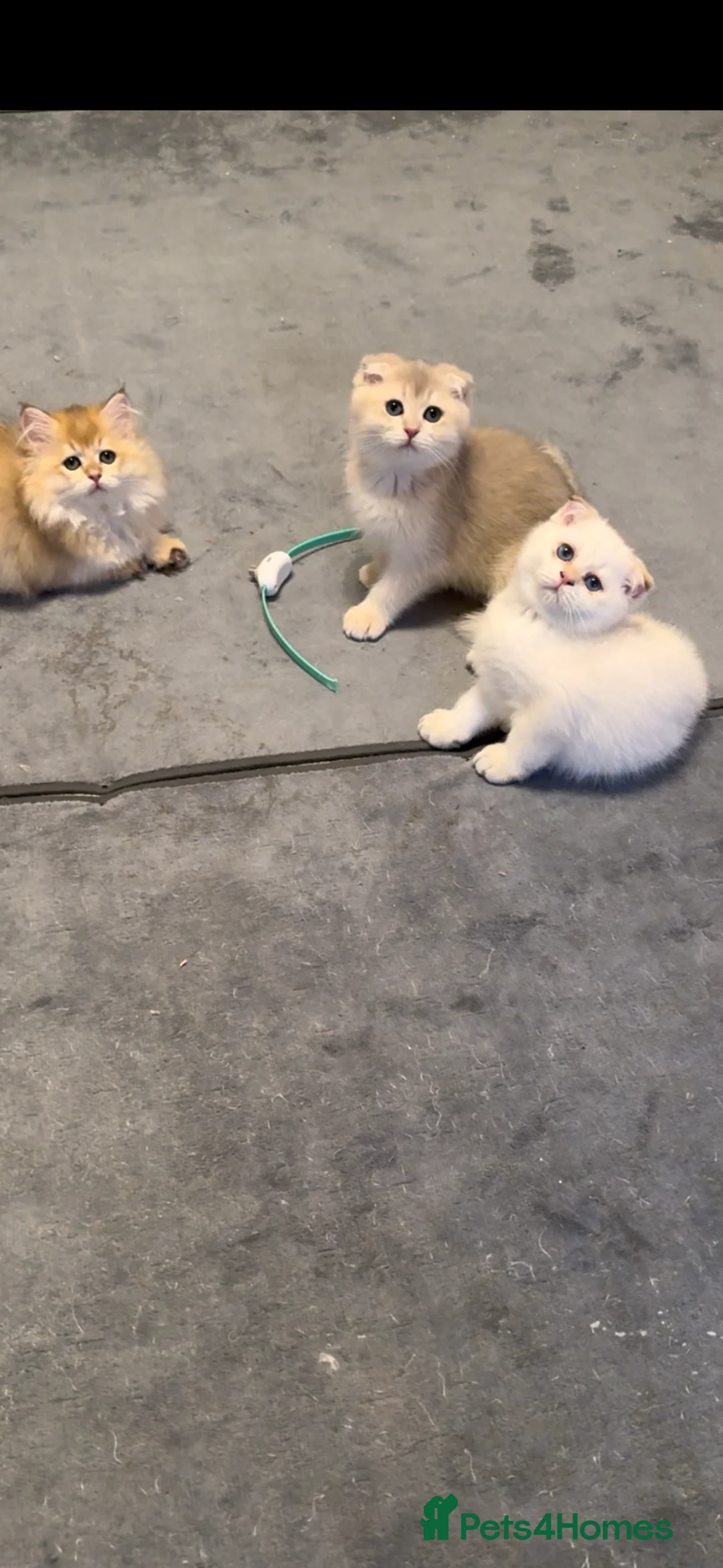 Scottish Fold cats for sale: Scottish Fold and Straight purebred kittens - Advert 1