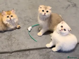 Scottish Fold cats Scottish Fold and Straight purebred kittens - Advert 1