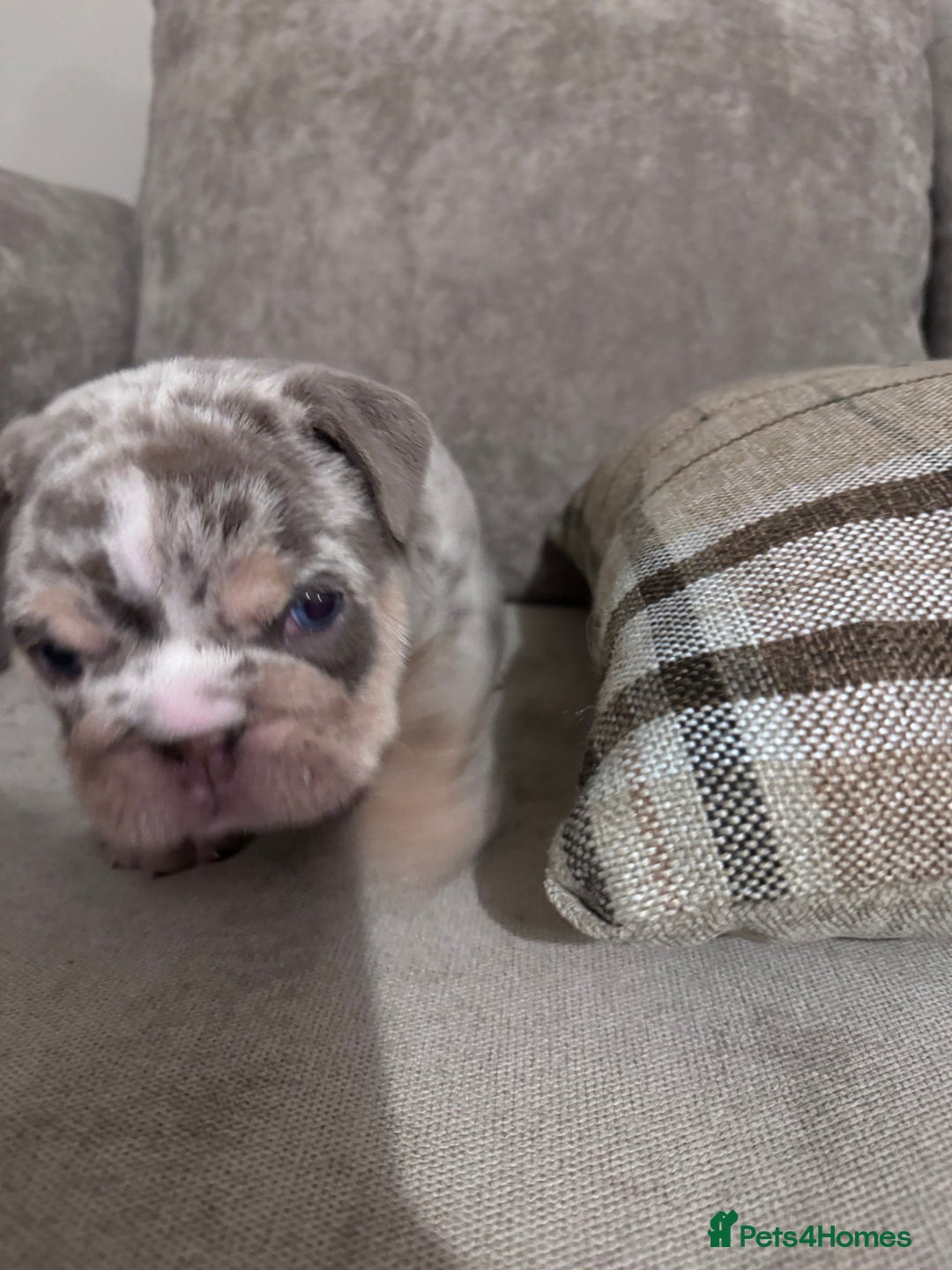 English Bulldog dogs for sale: English Bulldogs ready to leave 10/12/25  - Advert 27