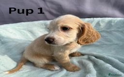 Cocker Spaniel dogs for sale: ⭐️ SHOW TYPE COCKER SPANIEL - READY ON 1ST AUGUST - Image 4
