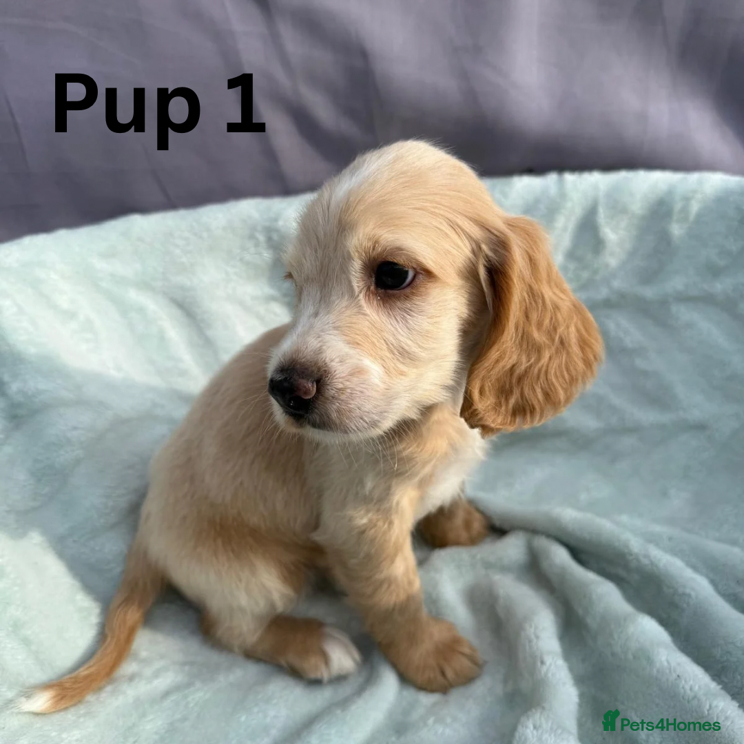 Cocker Spaniel dogs for sale: ⭐️ SHOW TYPE COCKER SPANIEL - READY ON 1ST AUGUST - Image 4