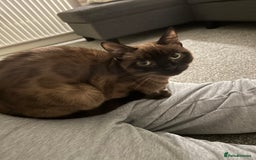 Bengal cats for sale: Female Melanistic Bengal - Image 2