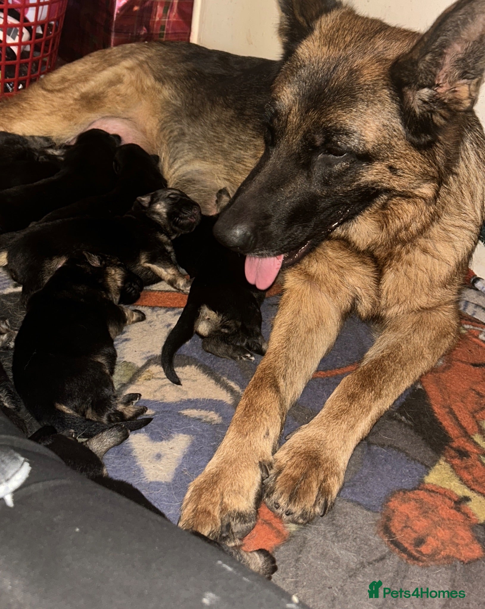 German Shepherd dogs old school shepherd puppies - Advert 3