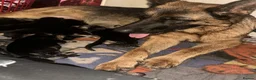 German Shepherd dogs for sale: READY NEXT WEEK working shepherd puppies - Advert 8