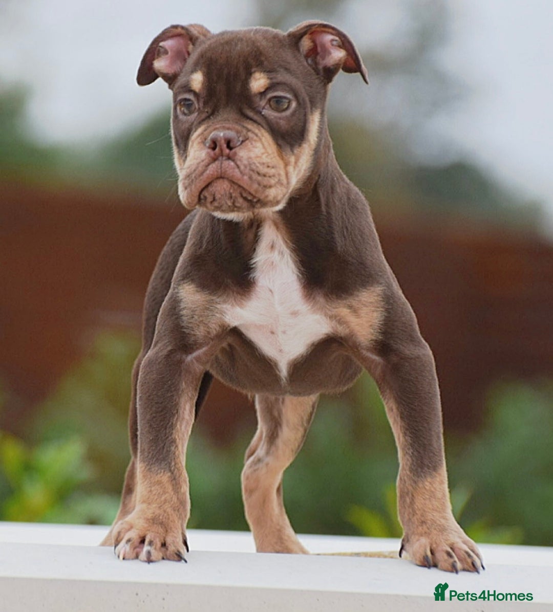 Old Tyme Bulldog dogs for sale: Why Settle for Less? 5⭐️Rated, 23 Years Experience - Image 15