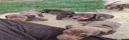 Miniature Dachshund dogs for sale: Miniature Dachshund puppies  in Derby - Advert 12