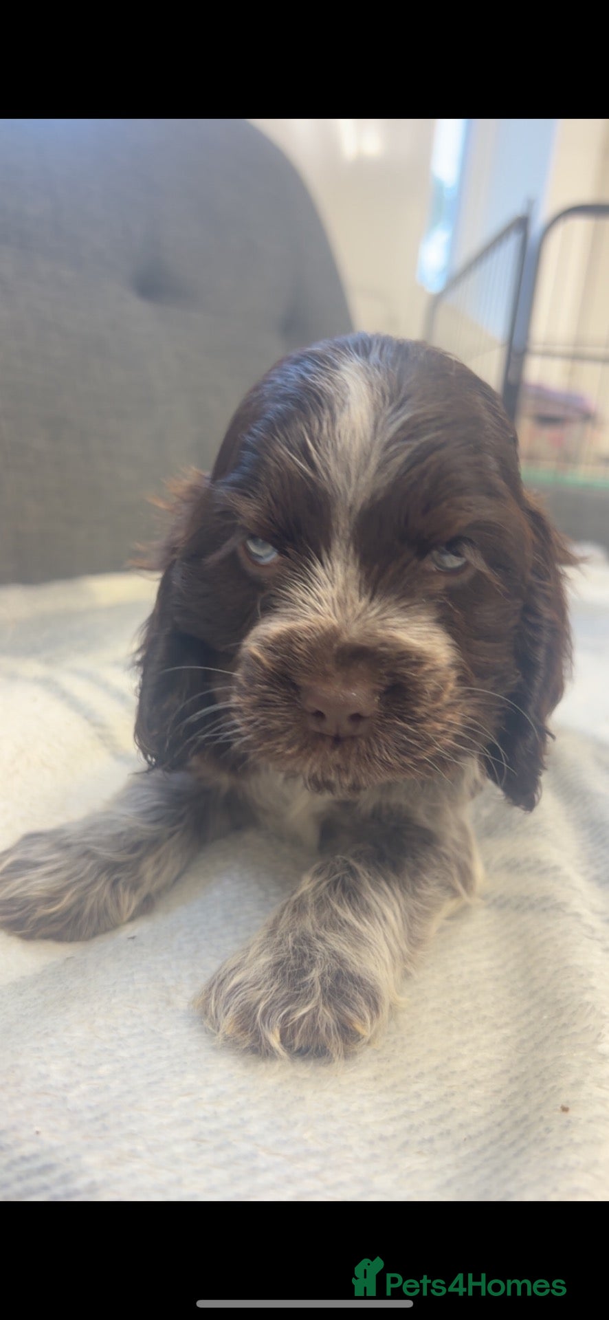 Cocker Spaniel dogs for sale: 🤎 KC show cocker spaniels 🤎 - Advert 1