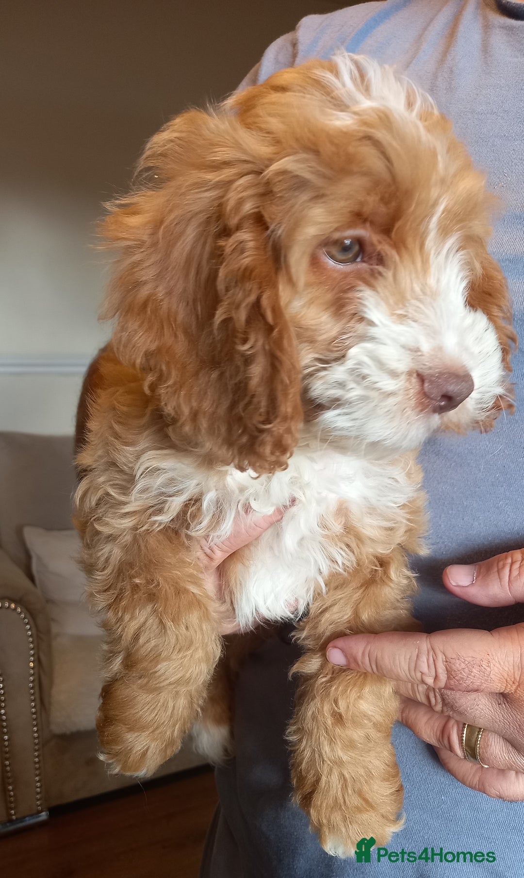 Cockapoo dogs for sale: LAST 2 REMAINING Beautiful f1 cockerpoos - Image 2
