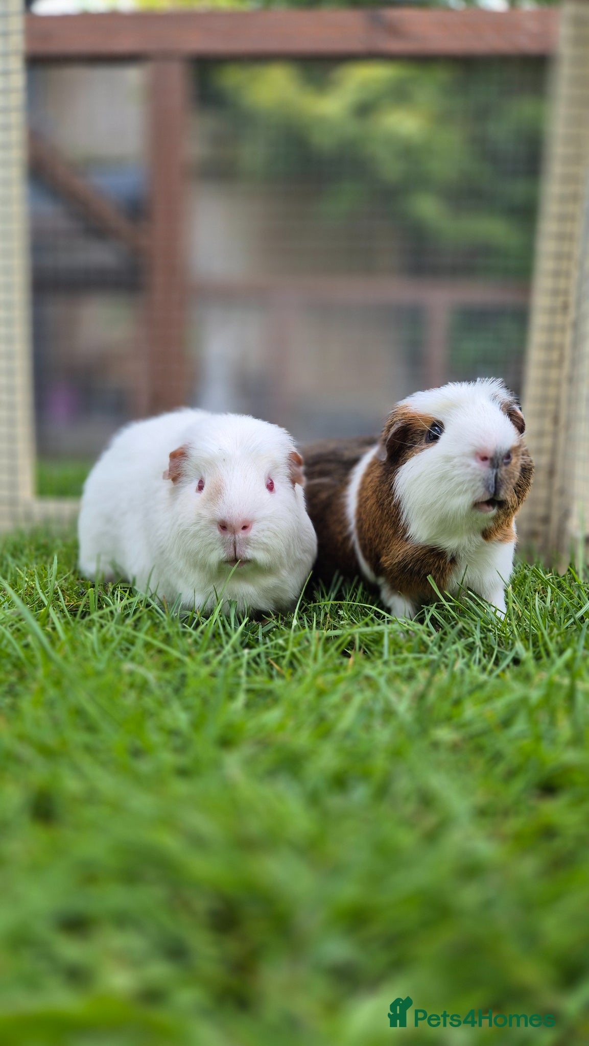 Guinea Pig rodents 2 male guinea pigs very friendly  - Advert 2