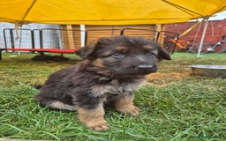 German Shepherd dogs for sale: Straight back German shepherd puppies for sale - Image 5