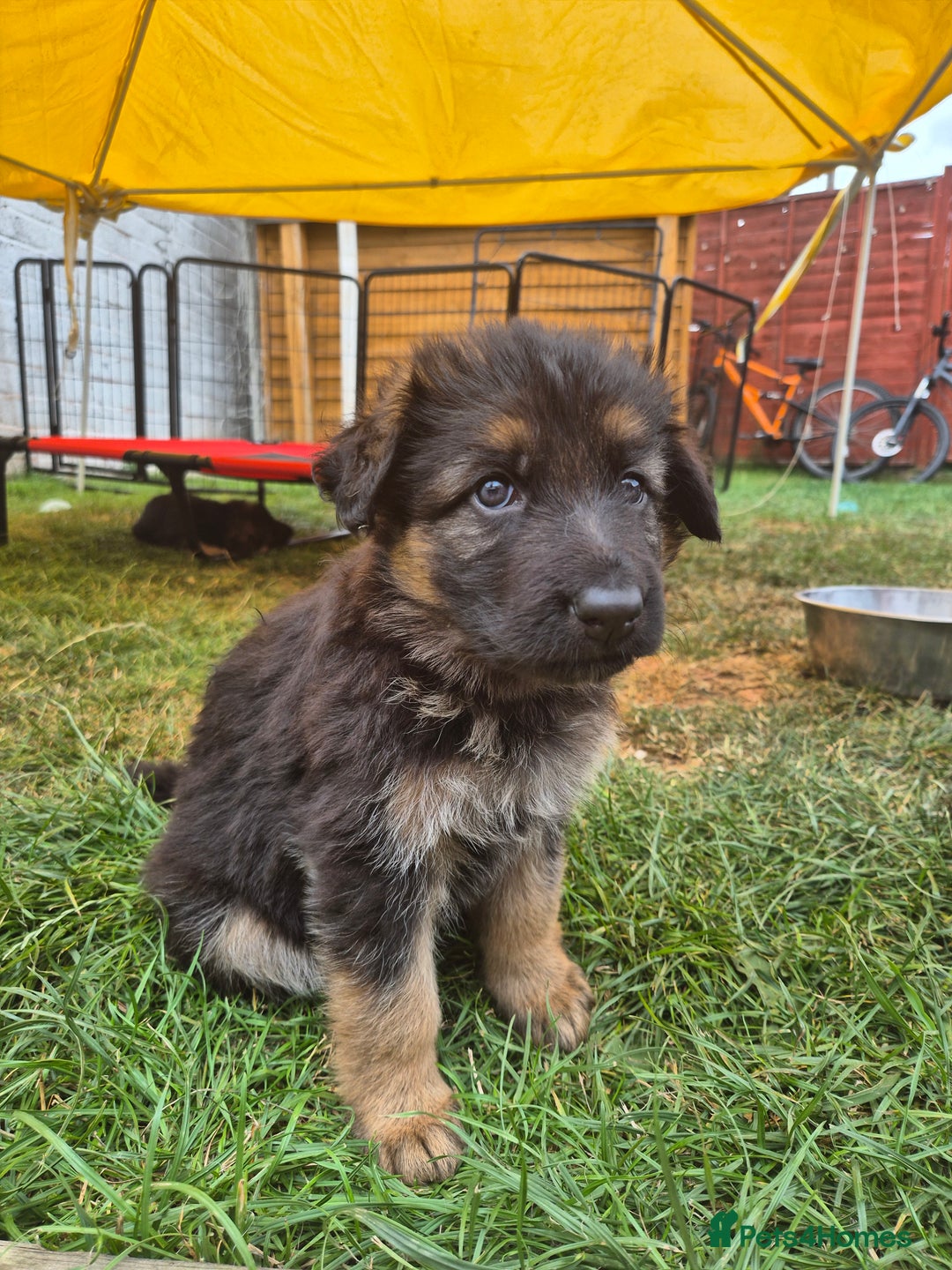 German Shepherd dogs for sale: Straight back German shepherd puppies for sale - Image 5
