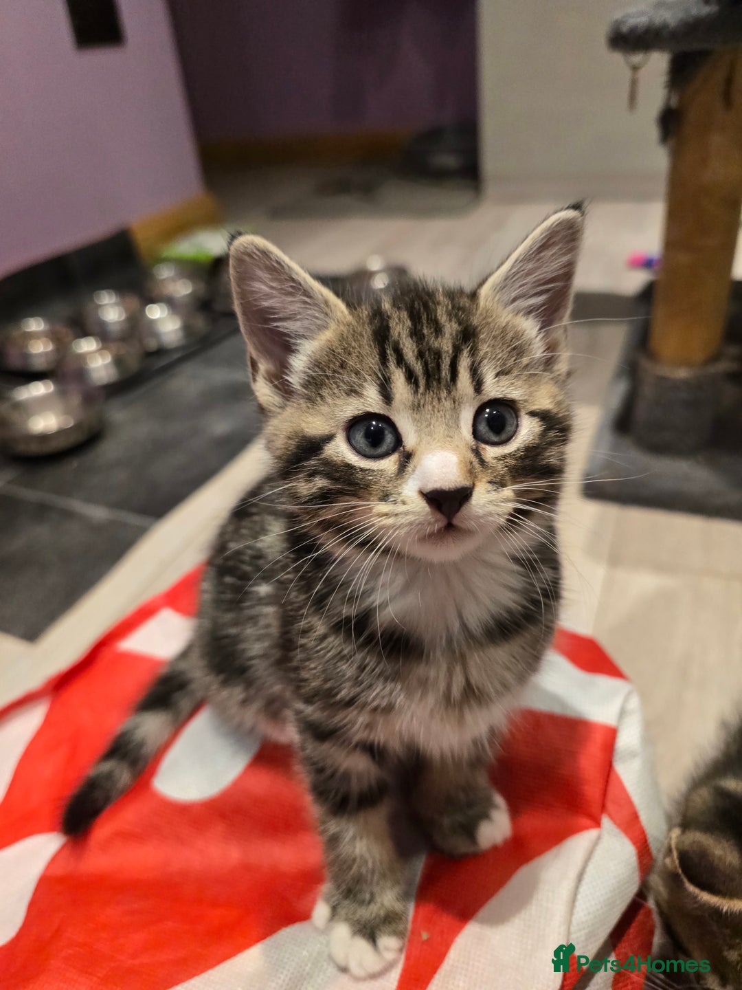 Domestic Shorthair cats for sale: Tabby Cuddly kittens- microchip+1st vaccination  - Image 7