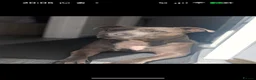 Staffordshire Bull Terrier dogs for sale: 6 year old Staffordshire bull terrier  - Advert 1