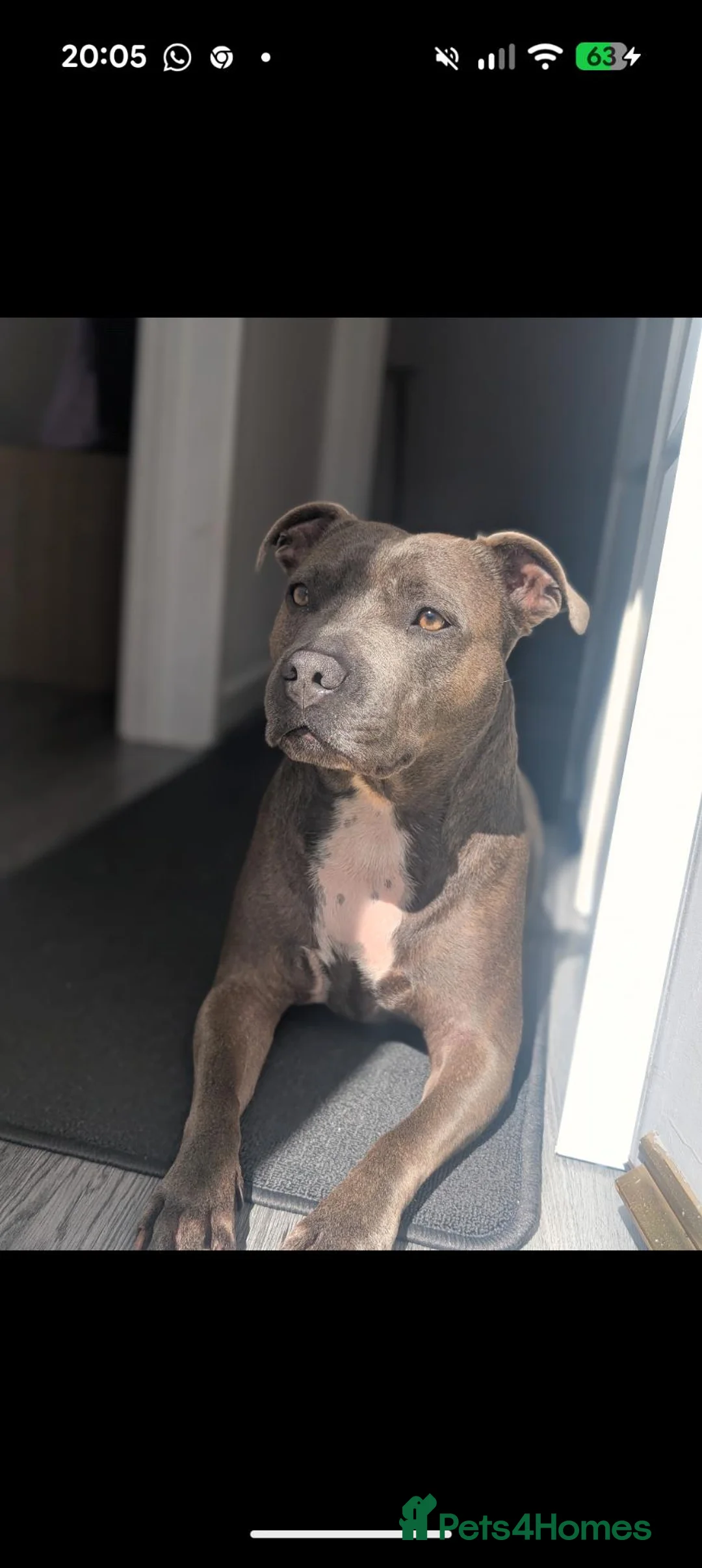 Staffordshire Bull Terrier dogs for sale: 6 year old Staffordshire bull terrier  - Advert 1