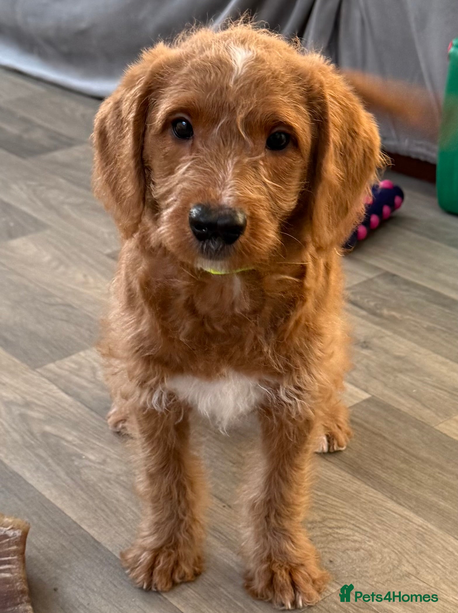 Australian Labradoodle dogs Australian Labradoodle Pups  - Advert 4