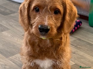 Australian Labradoodle dogs Australian Labradoodle Pups - Advert 1