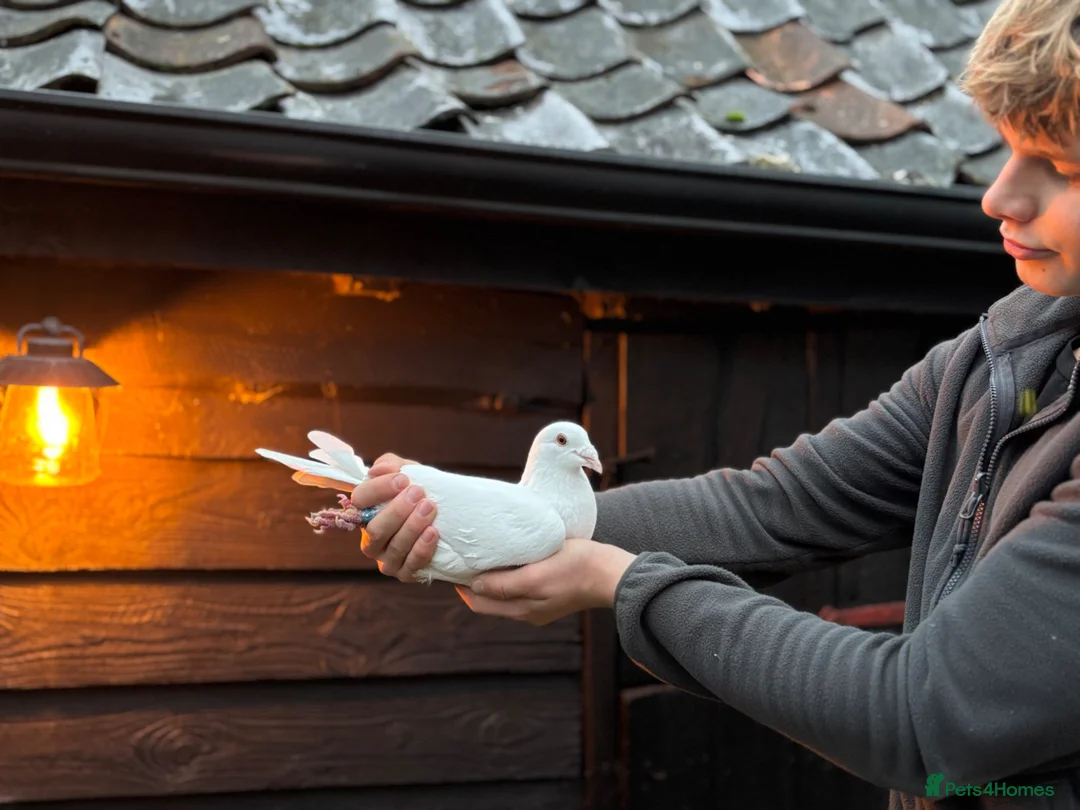 Pigeons birds for sale: White pigeons  - Advert 1