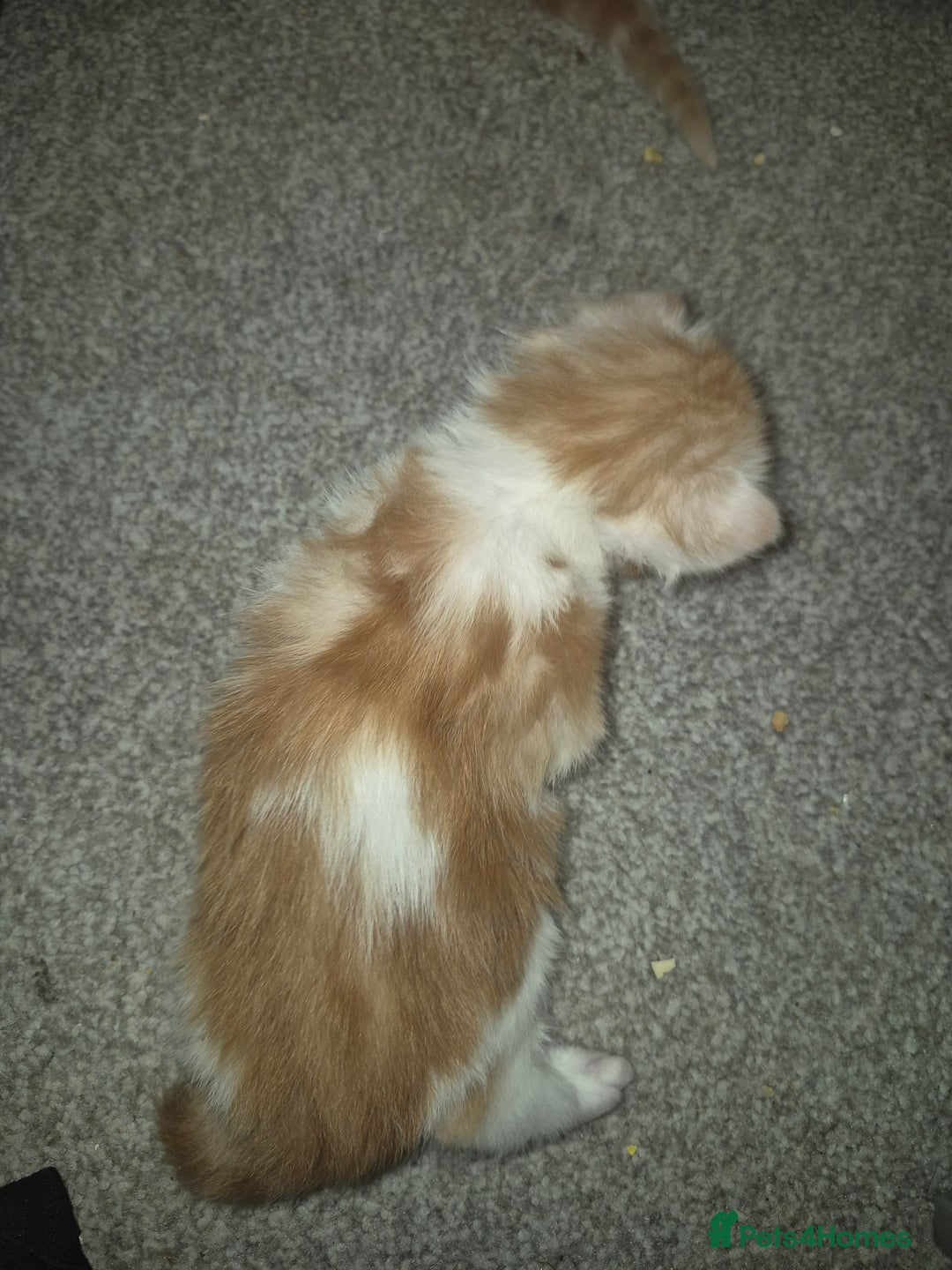 Maine Coon cats for sale: Beautiful Maine Coon Floofs - Image 9