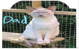 Siamese cats for sale: Traditional Siamese Kittens  - Image 3