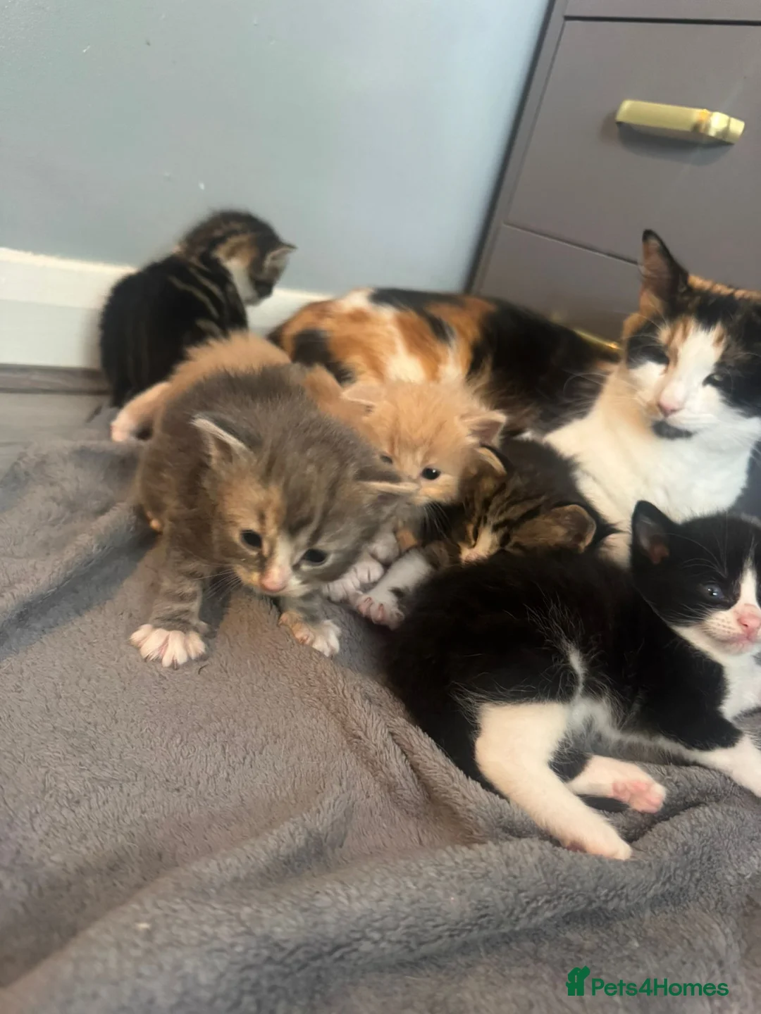 Mixed Breed cats for sale: Mixed mainecoon kittens - Advert 1