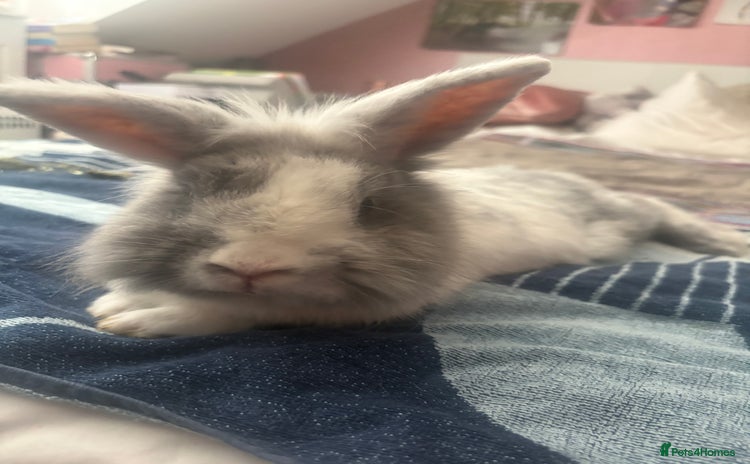 Lionhead rabbits - Advert 2