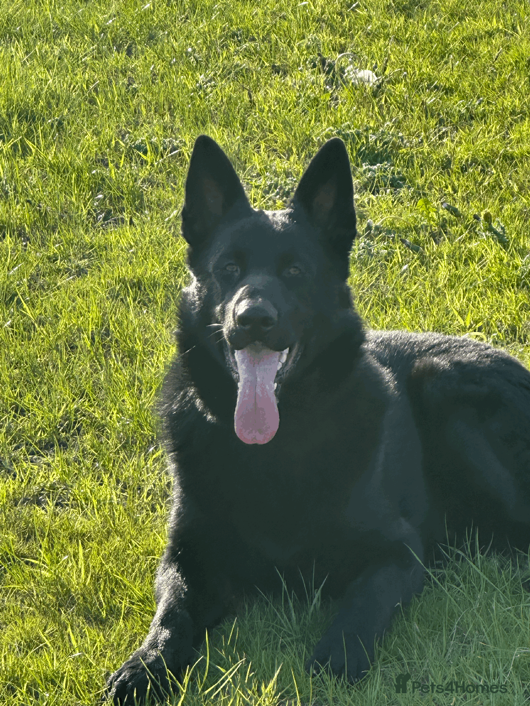 German Shepherd dogs for sale: FIVE EXCLUSIVE GSD PUPS, HOME RARED AND BRED. - Advert 20