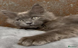 Maine Coon cats for sale: Championship bloodline GCCF Maine Coon kittens - Image 13