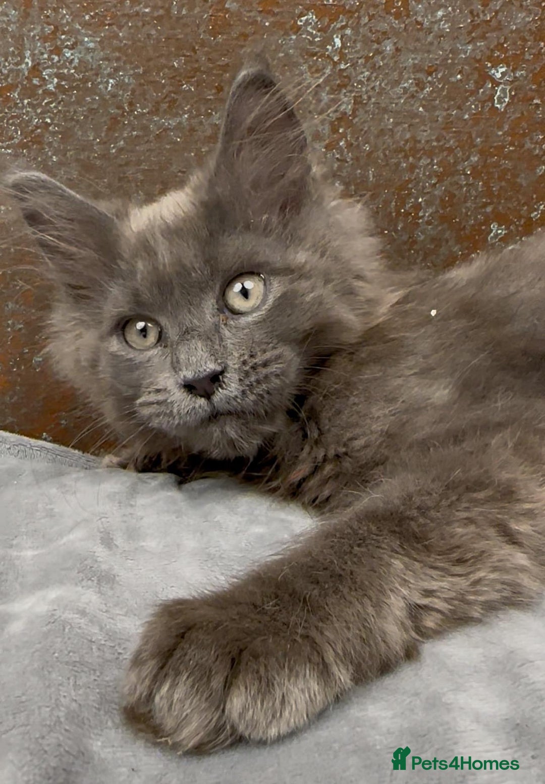 Maine Coon cats for sale: Championship bloodline GCCF Maine Coon kittens - Image 13