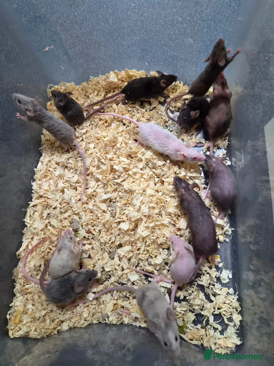 Mouse rodents for sale: Fancy pet mice for sale £8 each  in Manchester - Advert 1
