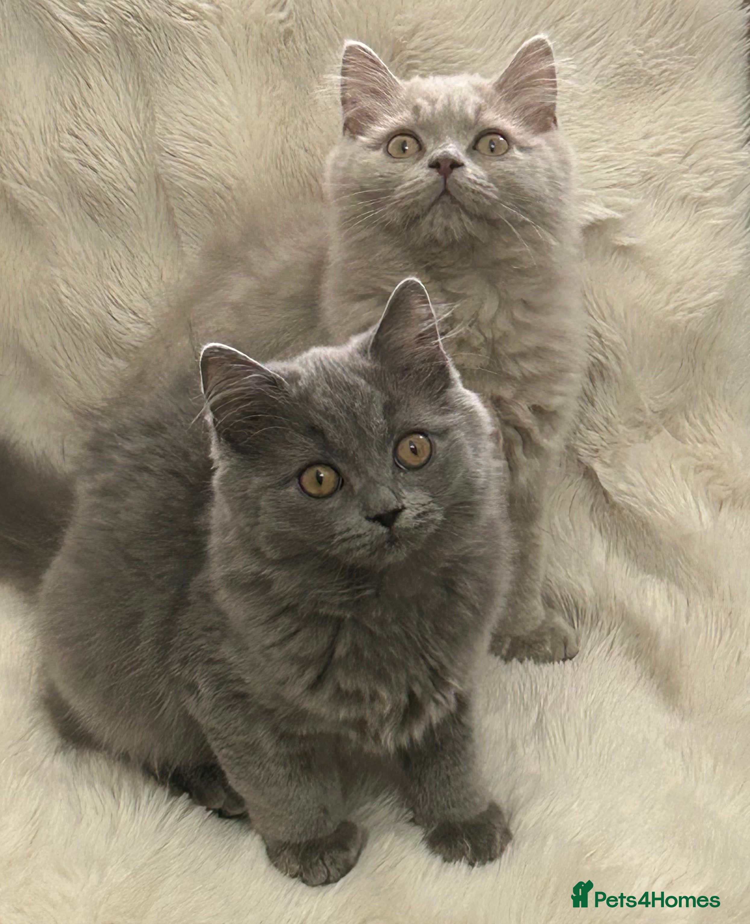 British Longhair cats 🏆CHAMPION BLOODLINES🏆.British Longhair Kittens. - Advert 2