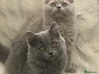 British Longhair cats 🏆CHAMPION BLOODLINES🏆.British Longhair Kittens. - Advert 2