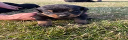 Rottweiler dogs for sale: Rottweiler in Crewe - Advert 10