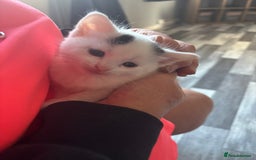 British Longhair cats for sale: 7 black/white kittens for sale - Image 10