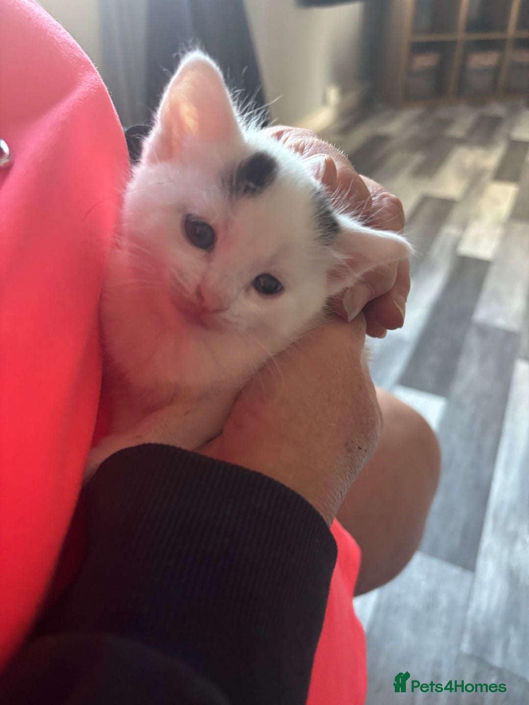 British Longhair cats for sale: 7 black/white kittens for sale - Image 10