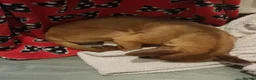 Mixed Breed dogs for sale: Dogs for rehousing  in Saint Helens - Advert 4