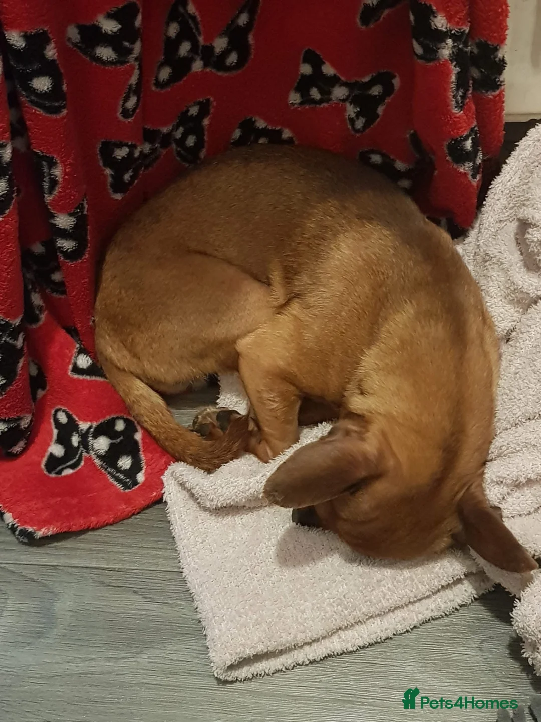 Mixed Breed dogs for sale: Dogs for rehousing  in Saint Helens - Advert 4