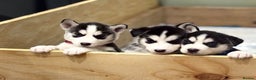 Siberian Husky dogs for sale: Siberian Huskies 2 male 4 female  - Advert 6