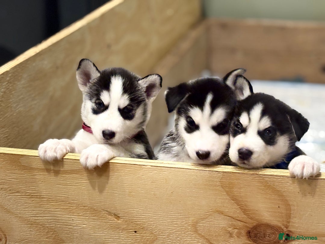 Siberian Husky dogs for sale: Siberian Huskies 2 male 4 female  - Advert 6