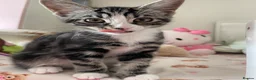 Mixed Breed cats for sale: Kittens for sale in Feltham - Advert 4