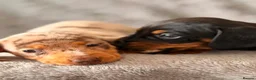 Miniature Dachshund dogs for sale: Beautiful KC Registered Miniature Dachshund Girls - Advert 5
