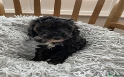 Toy Poodle dogs for sale: Toy Poodle Puppies  - Image 5
