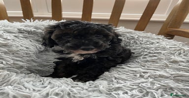 Toy Poodle dogs - Advert 1