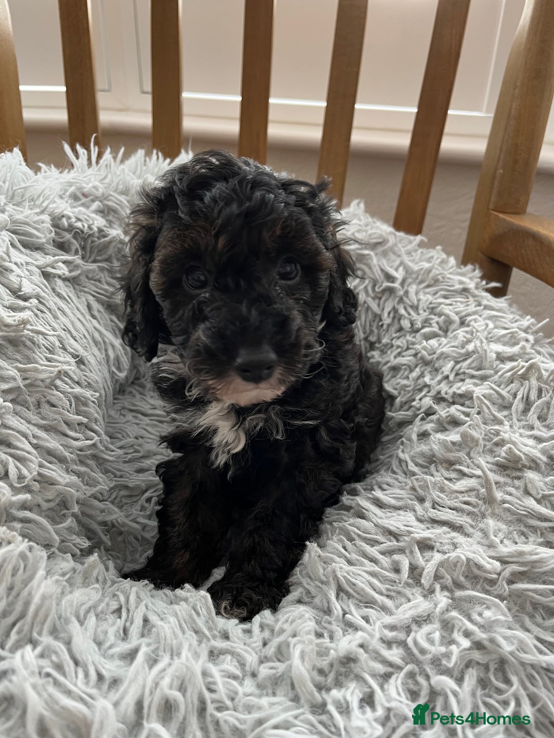 Toy Poodle dogs for sale: Toy Poodle Puppies  - Image 5