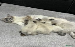 Ragdoll cats for sale: 7 beautiful lynx blue/seal point ragdoll kittens - Image 15